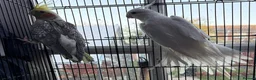 Cockatiels birds for sale: Albino / pied Cockatiels for sale with cage.  - Advert 12