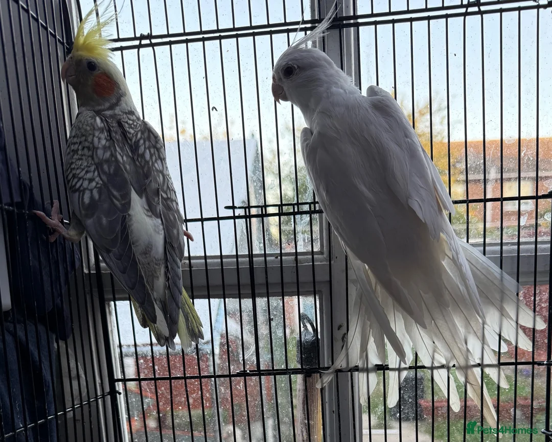 Cockatiels birds for sale: Albino / pied Cockatiels for sale with cage.  - Advert 12