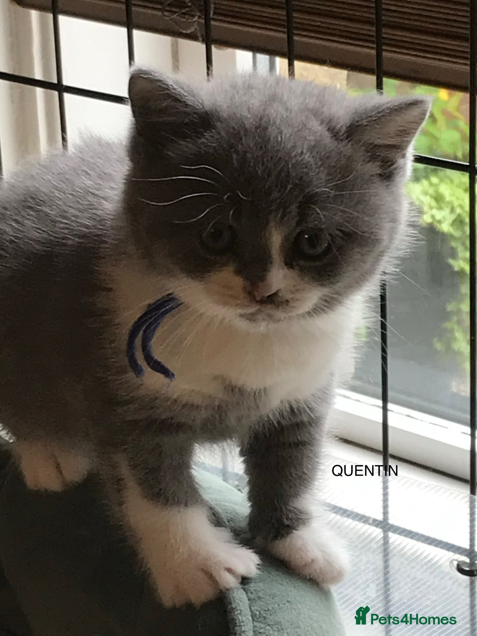 British Shorthair cats GCCF Blue and Bicolour Kittens  - Advert 16