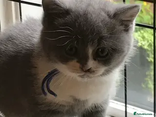 British Shorthair cats GCCF Blue and Bicolour Kittens - Advert 1