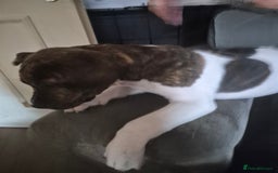 Mixed Breed dogs for sale: American Akita/Bullmastiff cross - Image 20
