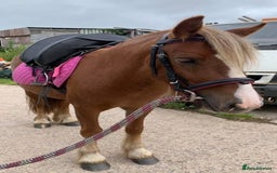 Irish Cob horses for sale: Perfect child’s happy hacker  - Image 1