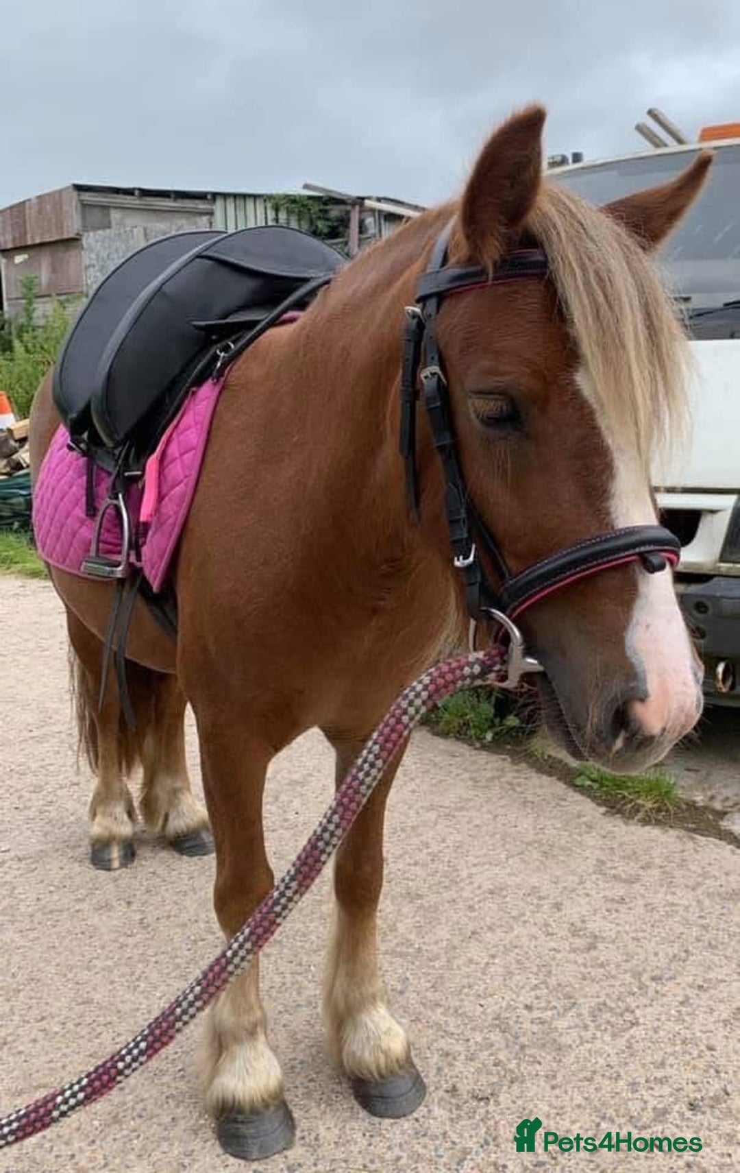 Irish Cob horses for sale: Perfect child’s happy hacker  - Image 1