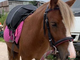 Irish Cob horses - Advert 7