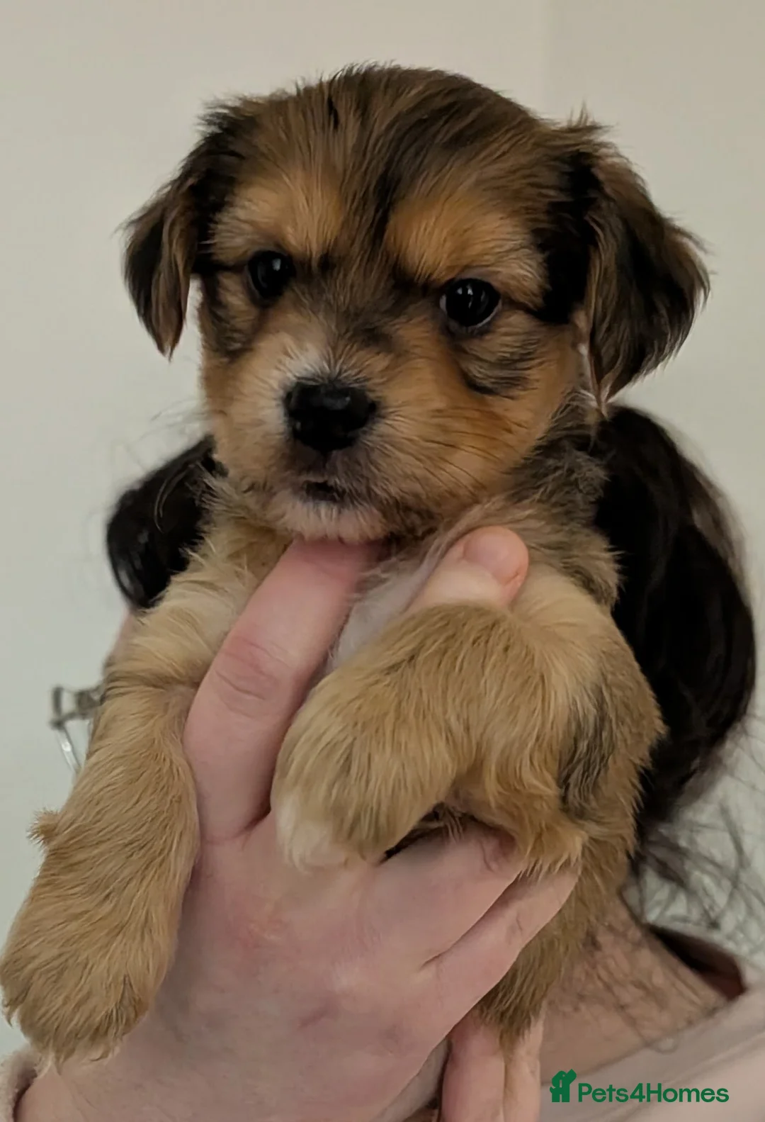 Shorkie dogs for sale: Girl and boy shorkie for sale - Advert 7