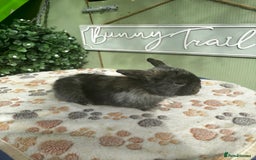 Mini Lop rabbits for sale: ❤️❤️Beautiful minilop bubbies for sale ❤️❤️ - Image 4