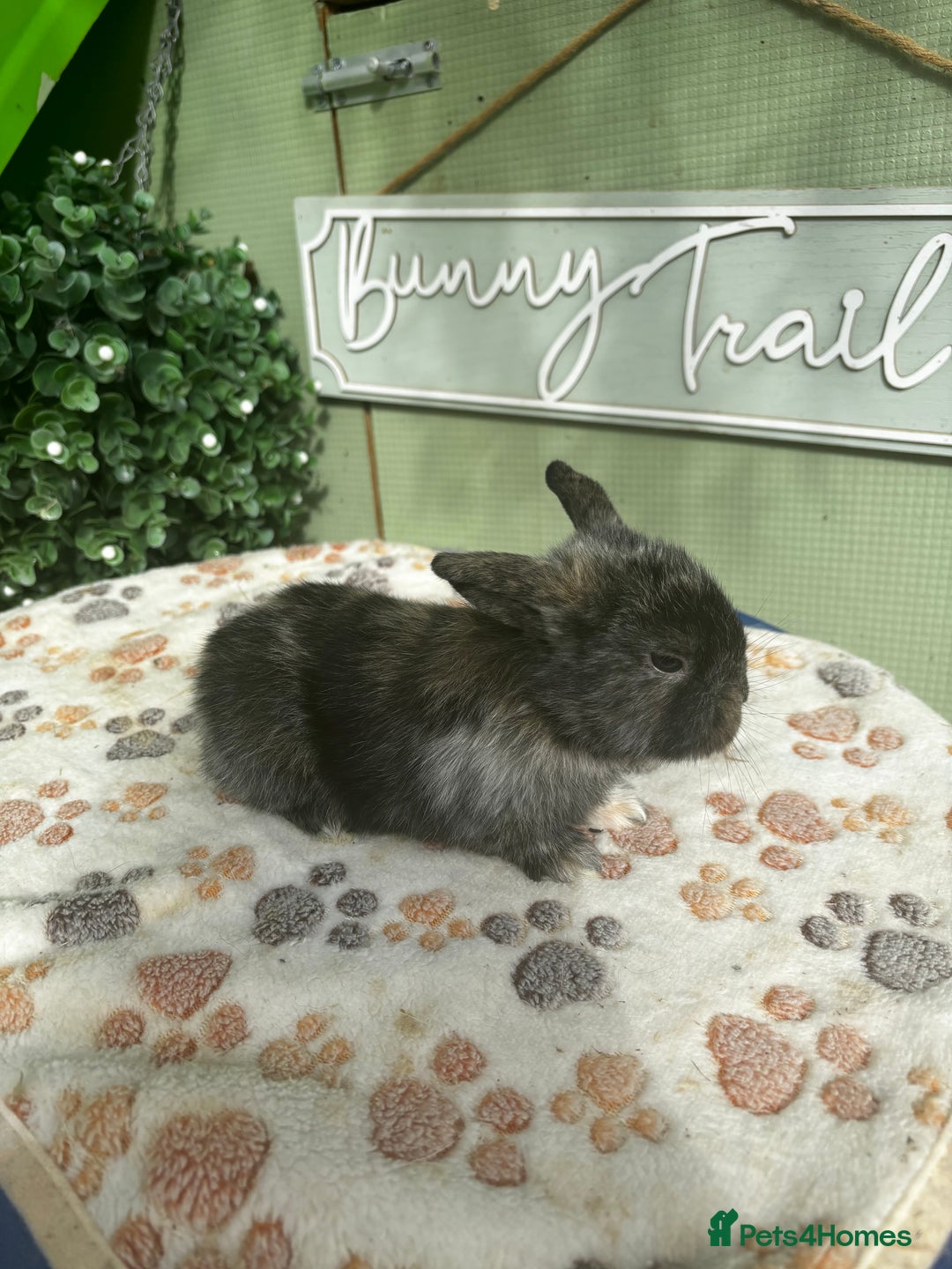 Mini Lop rabbits for sale: ❤️❤️Beautiful minilop bubbies for sale ❤️❤️ - Image 4