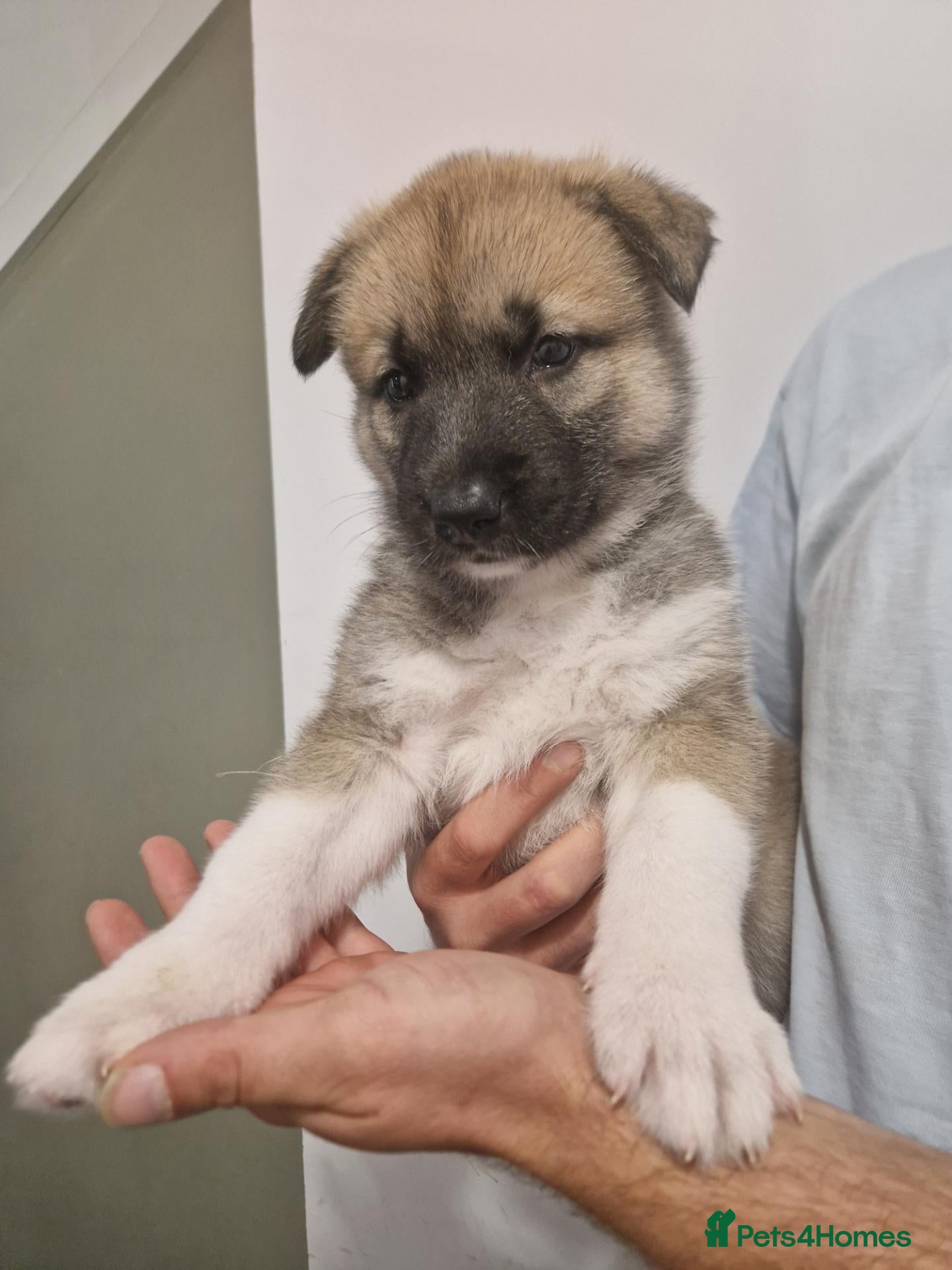 Mixed Breed dogs Alaskan malamute cross akita puppies - Advert 1