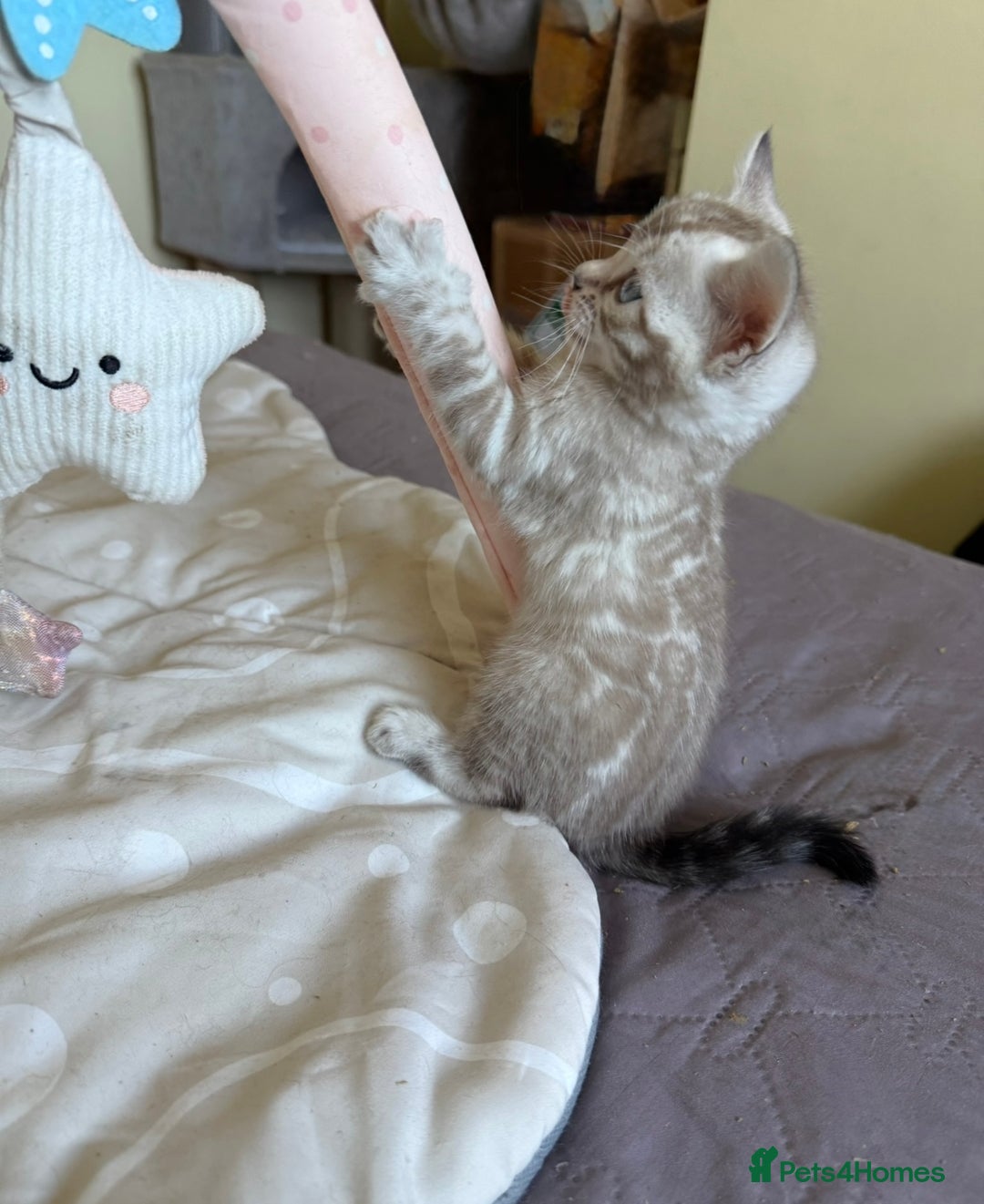 Bengal cats for sale: Pedigree TICA reg 🐾 Bengal Kittens 🐱  - Advert 20