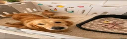 Golden Retriever dogs for sale: Kc extensively health tested boys and girls  - Advert 9