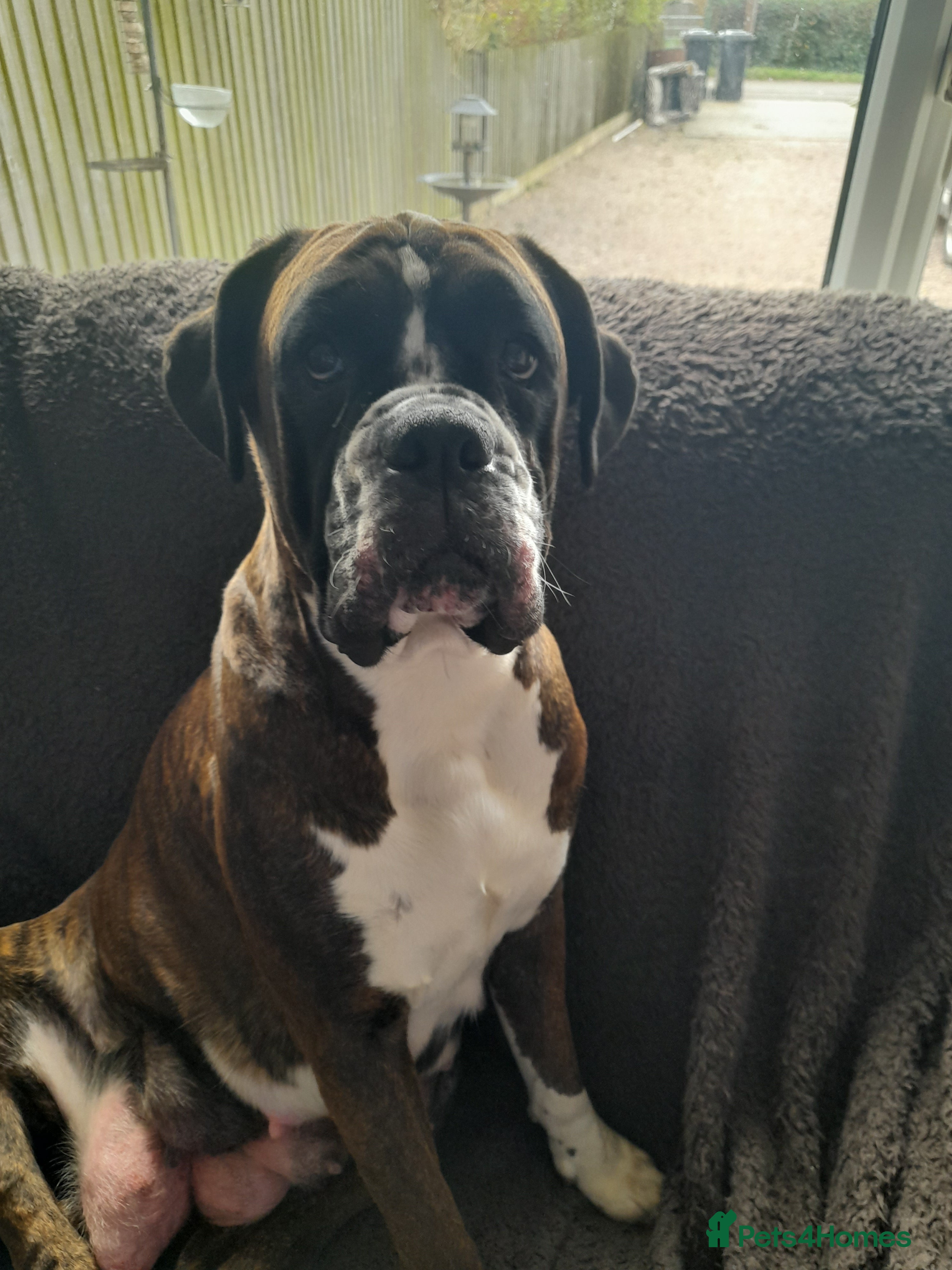 Boxer dogs Beautiful boxer pups for sale - Advert 3