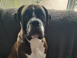 Boxer dogs Beautiful boxer pups for sale - Advert 7