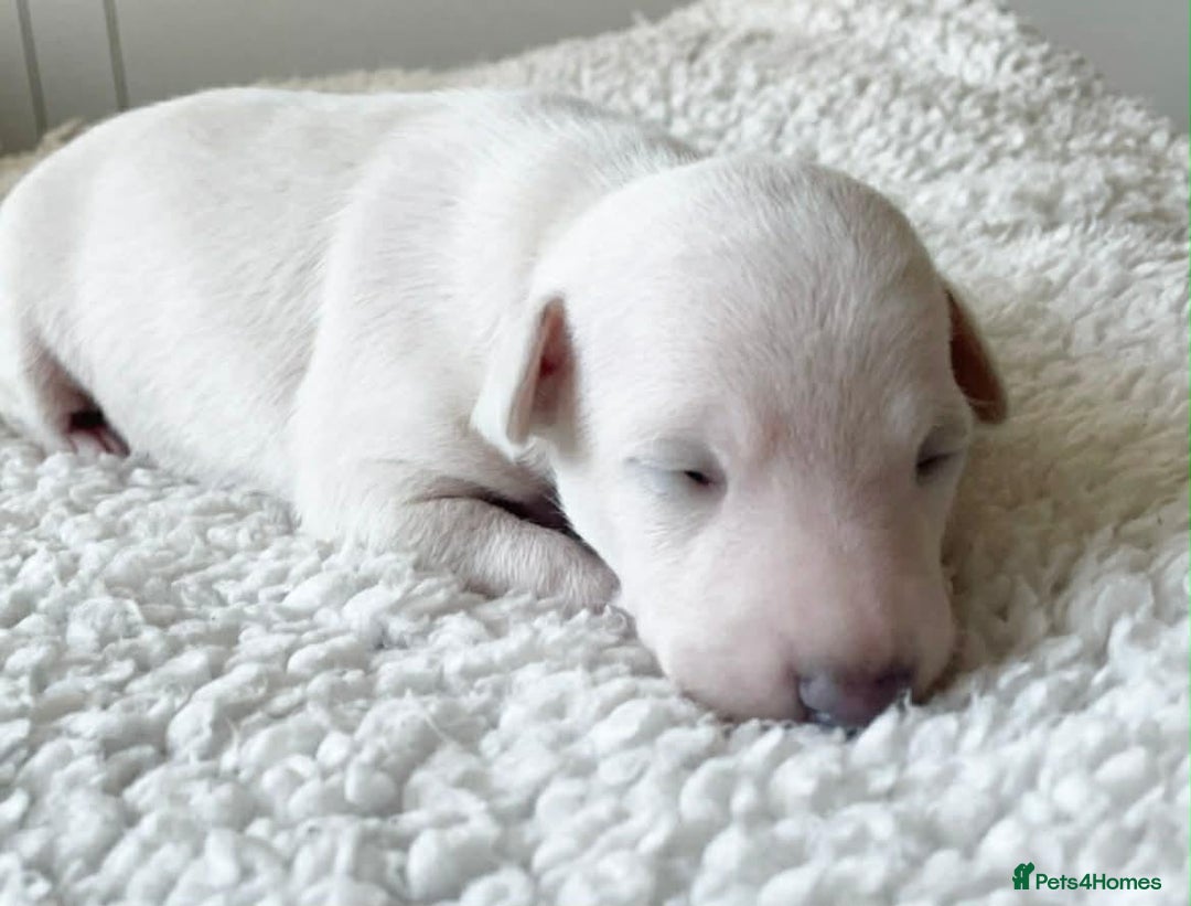 Italian Greyhound dogs for stud: KC registred Italian Greyhound proven for studding in Bristol - Advert 10