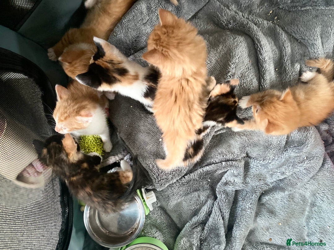 Mixed Breed cats for sale: Fluffy ginger & short fur calico 🐱🤩 - Image 31