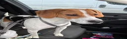 Mixed Breed dogs for sale: Rocky - Male Beagle in Manchester - Advert 3