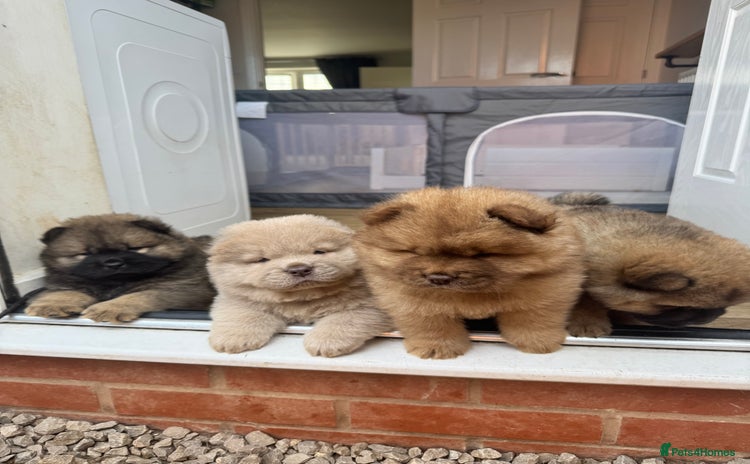 Chow Chow dogs - Advert 9