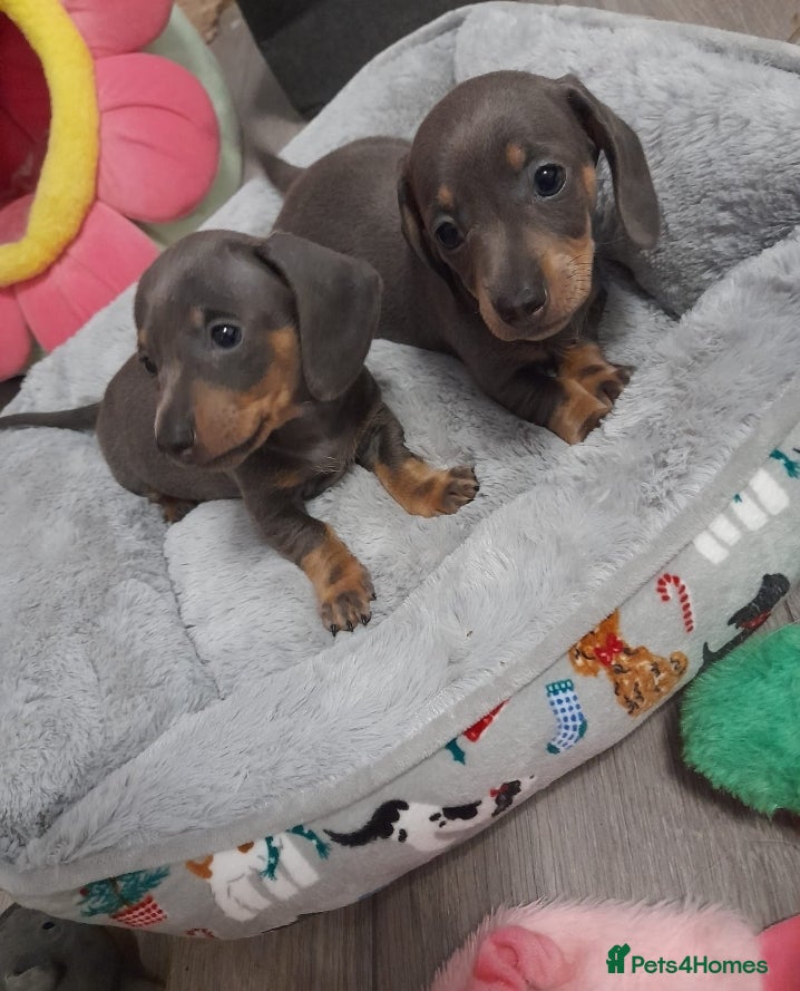 Miniature Dachshund dogs READY NEXT WEEK BLUE AND TAN GIRLS  - Advert 13