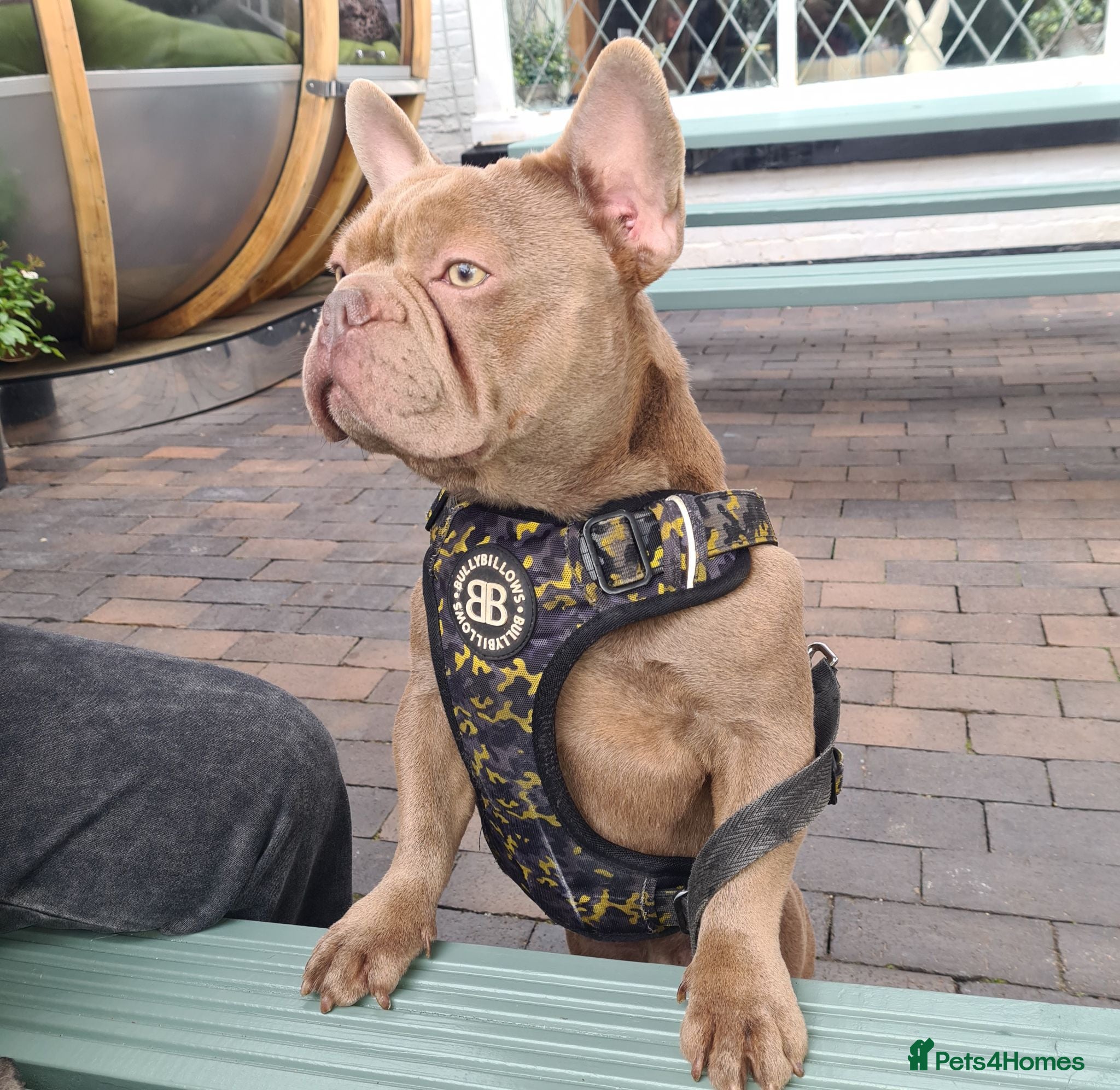 French Bulldog dogs 2yr old aero  - Advert 1