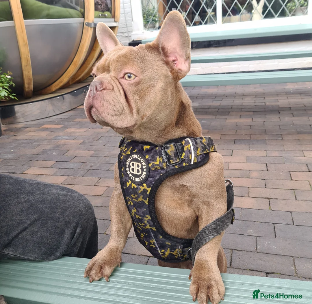 French Bulldog dogs for sale: 2yr old aero  in Birmingham - Advert 1