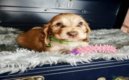 Cocker Spaniel dogs for sale: STUNNING LITTER OF KC SHOW COCKER SPANIEL PUPS!  - Image 23