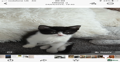 Domestic Shorthair cats - Advert 16