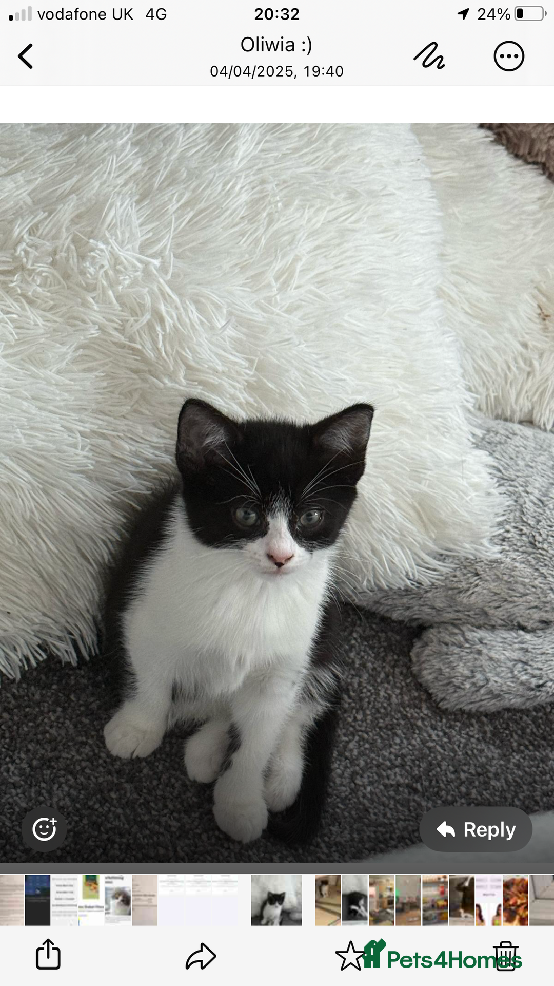 Domestic Shorthair cats for sale: Adorable female kitten (6 months old) from York. - Image 2