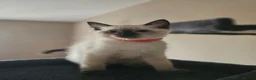 Siamese cats for sale: Beautiful Ragamese girl - Advert 5