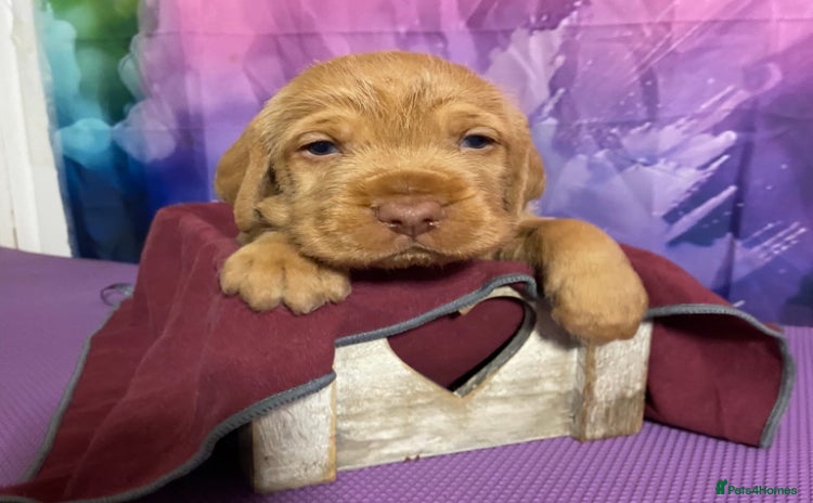 Hungarian Vizsla dogs - Advert 2