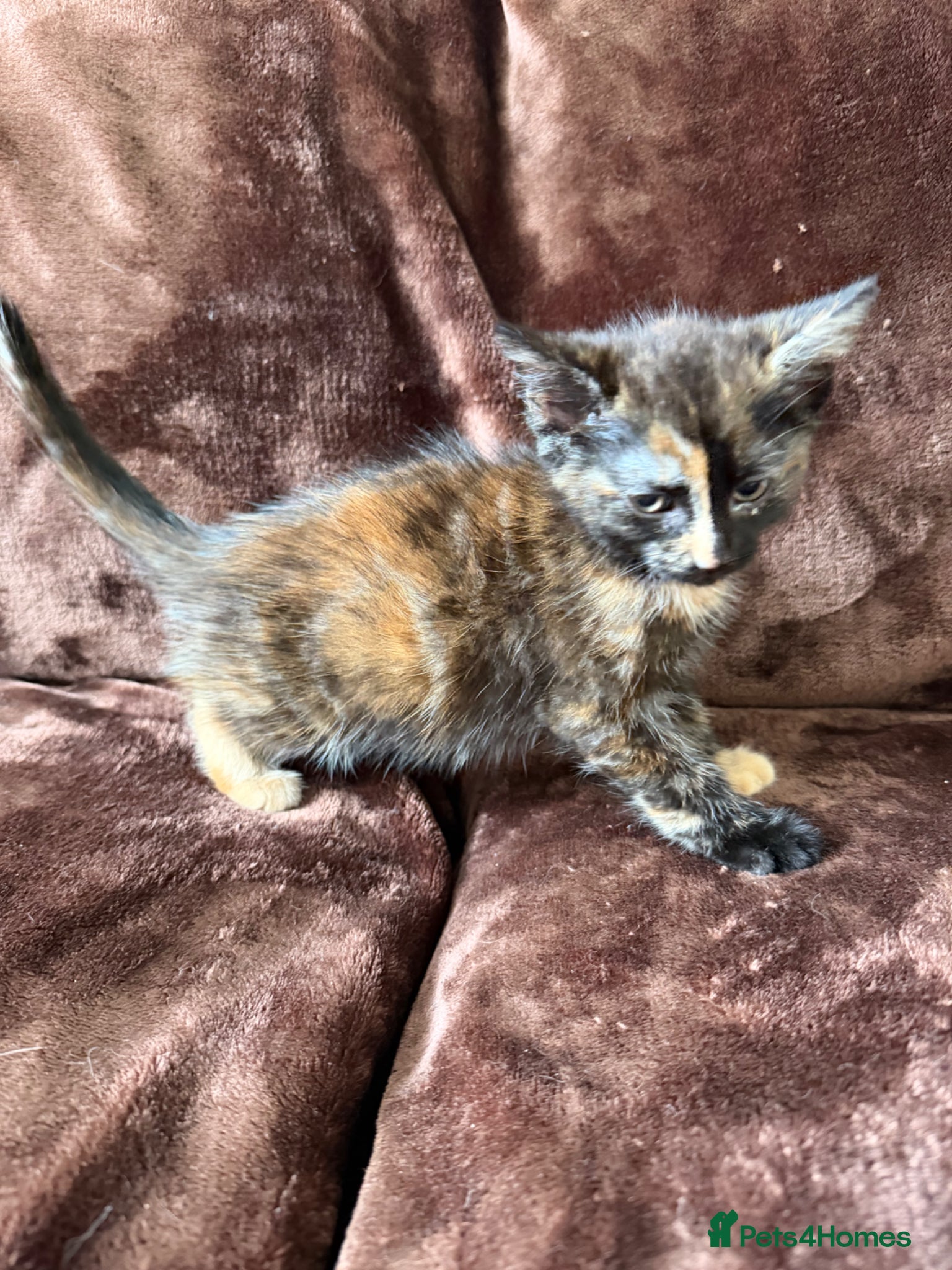 Mixed Breed cats for sale: Tortie Female Kittens - Advert 4