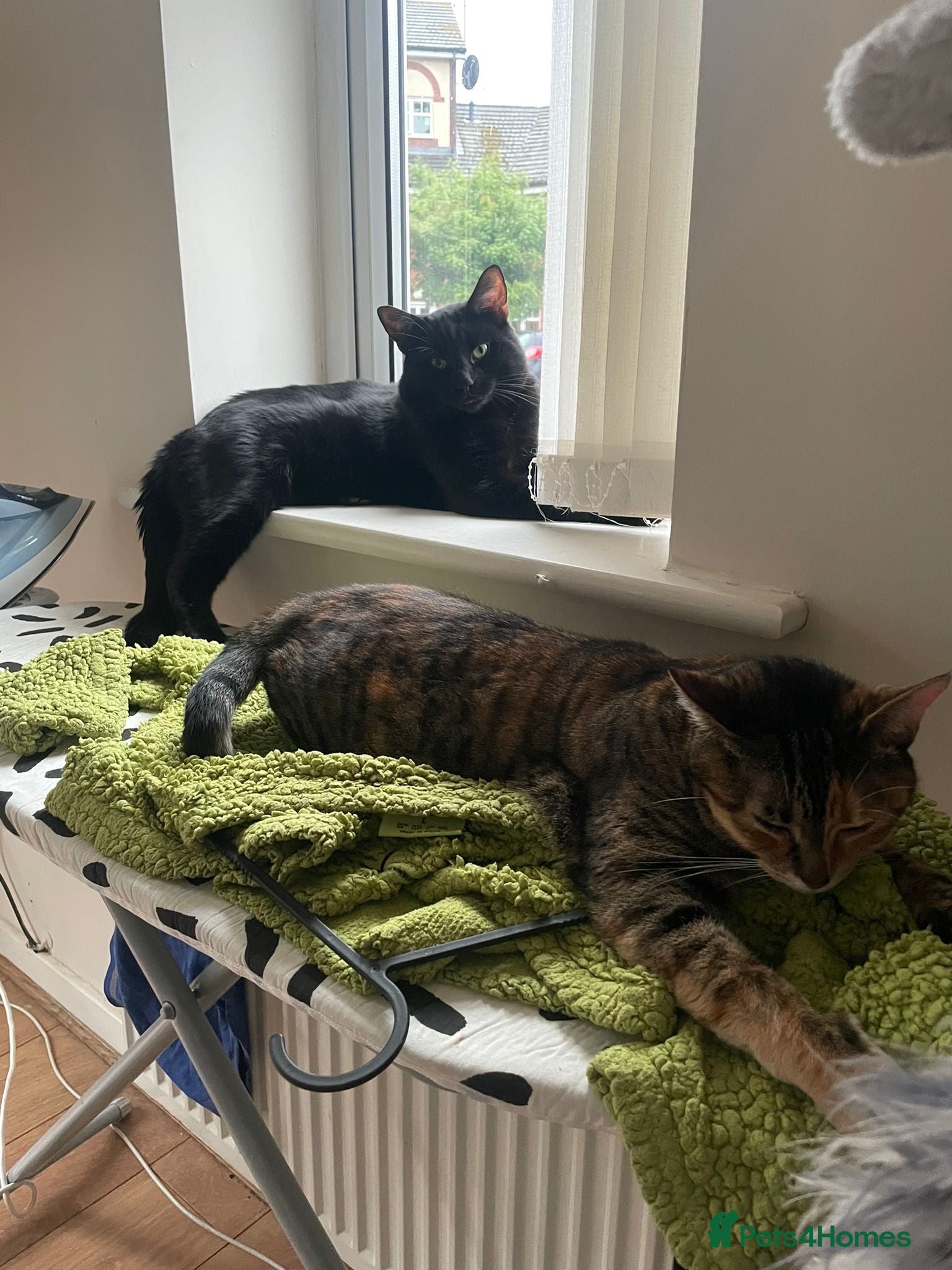 Mixed Breed cats Two loving cats. She’s 4 he’s 3  - Advert 1