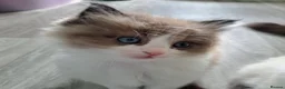 Ragdoll cats for sale: CollieKiss Ragdolls – Beautiful TICA Registered - Advert 24