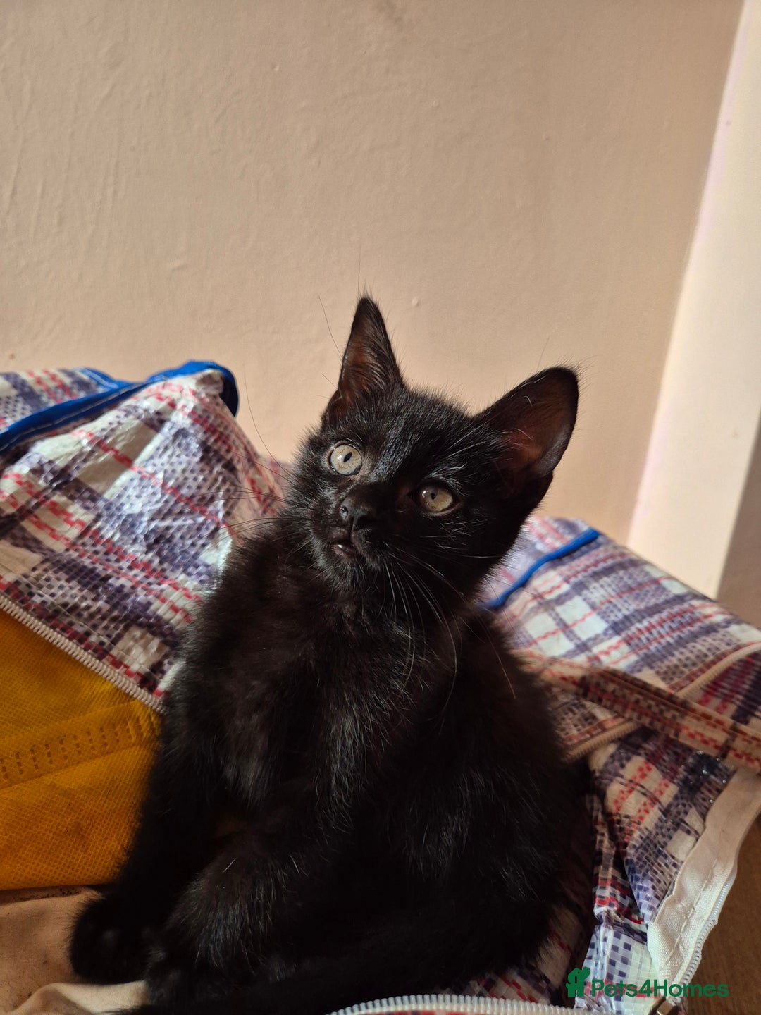 Mixed Breed cats for sale: Black and white kittens - Image 6