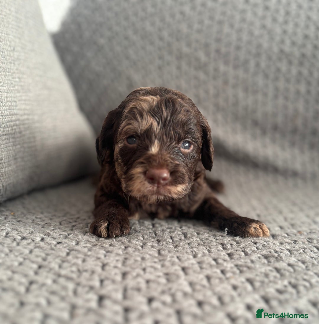 Cockapoo dogs for sale: F1 Cockapoo puppies  - Image 18