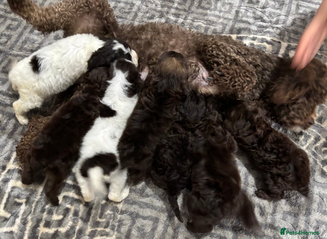 Cockapoo dogs for sale: Cocapoo - Image 21