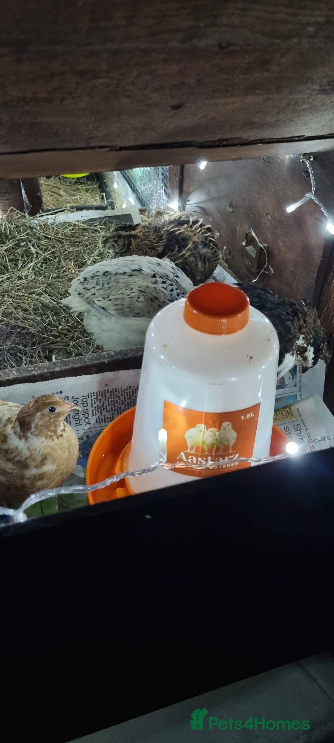 Quail poultry for sale: Coturnix quail chics and hatching eggs  - Advert 8