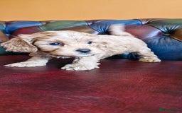 Cavapoo dogs for sale: Gorgeous f1b Cavapoo puppys.Health tested parents  - Image 18