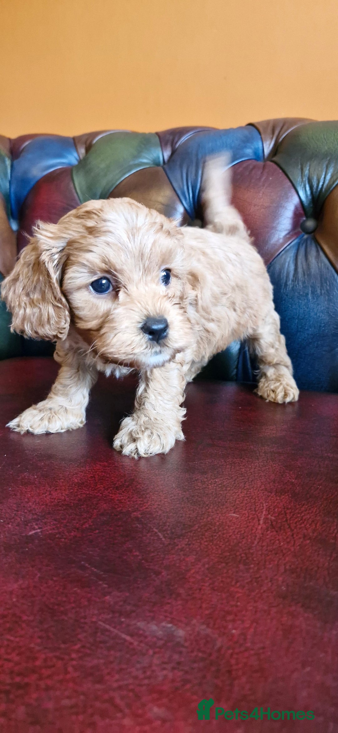 Cavapoo dogs for sale: Gorgeous f1b Cavapoo puppys.Health tested parents  - Image 18