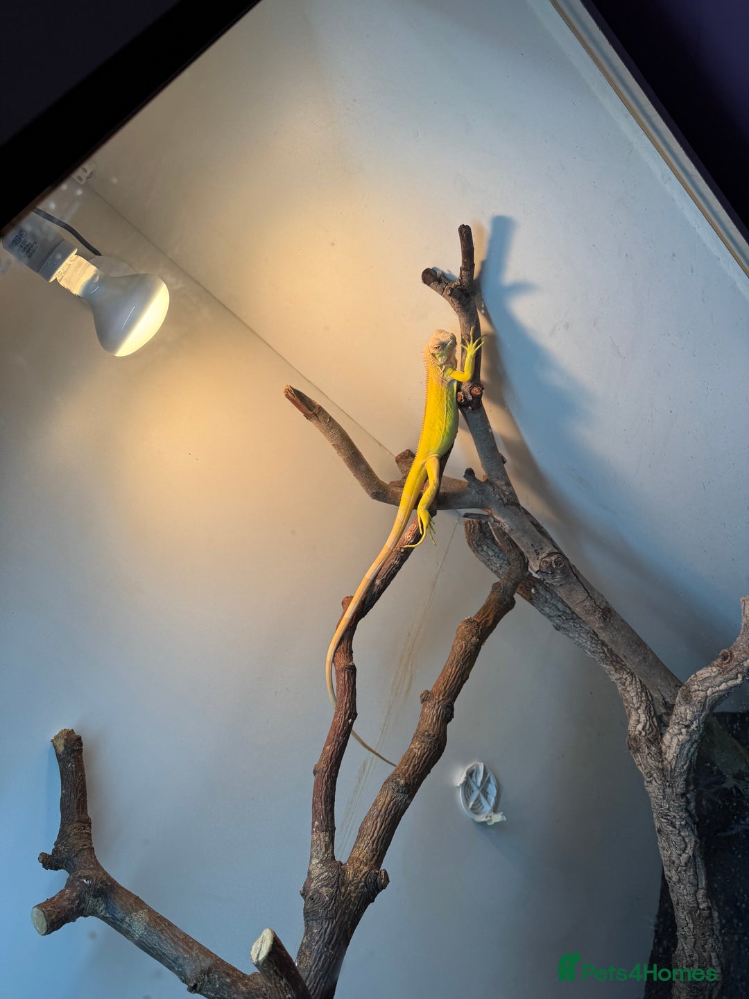 Iguana reptiles for sale: Albino iguana  - Advert 6