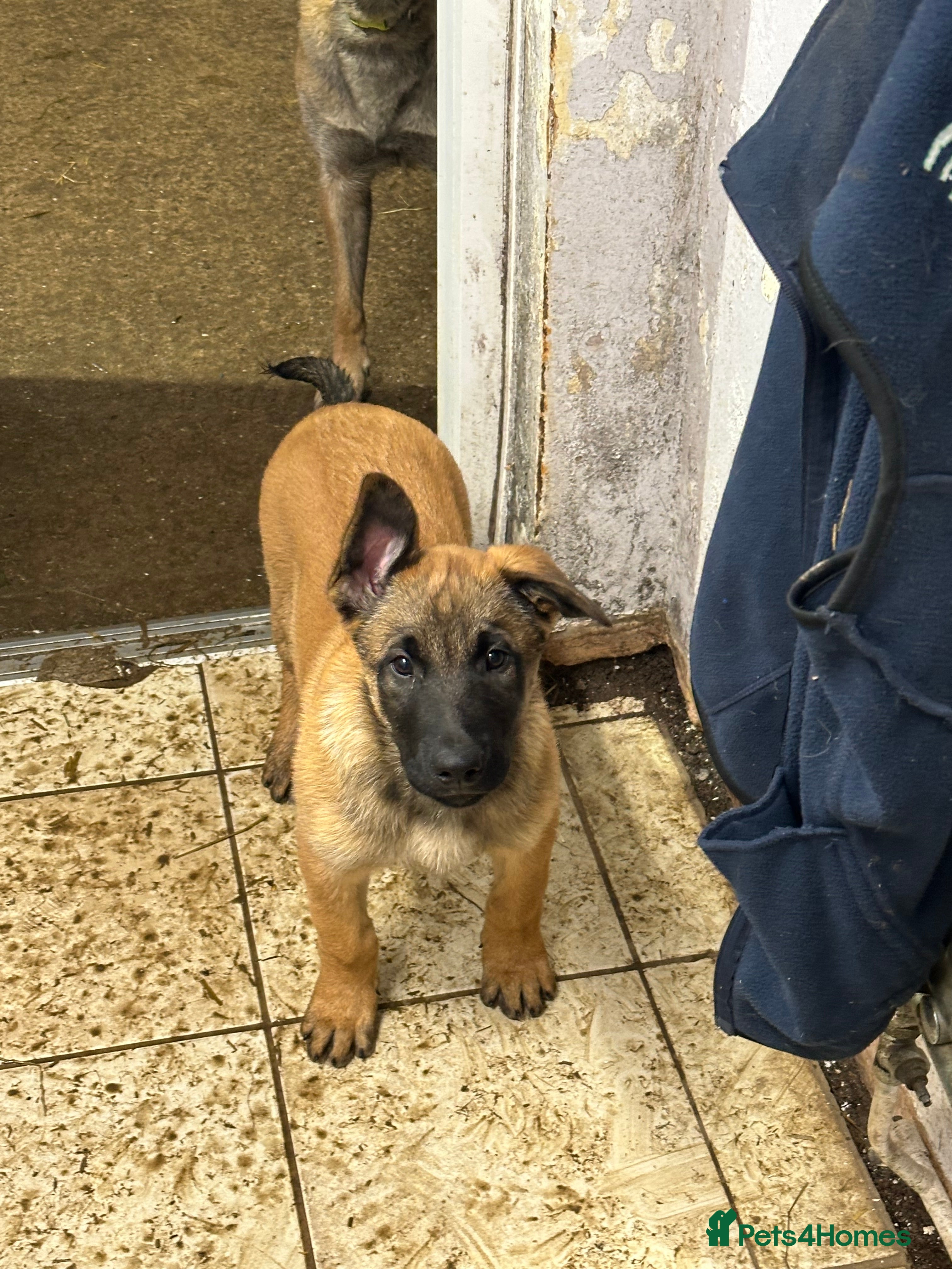 Belgian Shepherd Dog dogs One male left - Advert 3