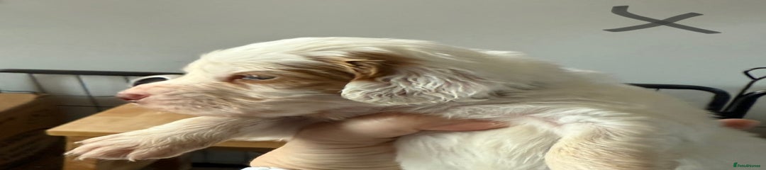 Clumber Spaniel Puppy 4