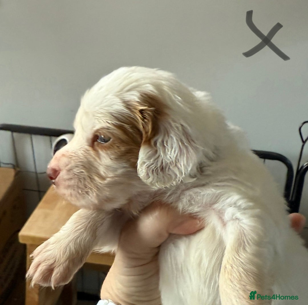 Clumber Spaniel dogs for sale: Pedigree KC Clumber Spaniel Puppies - Advert 6