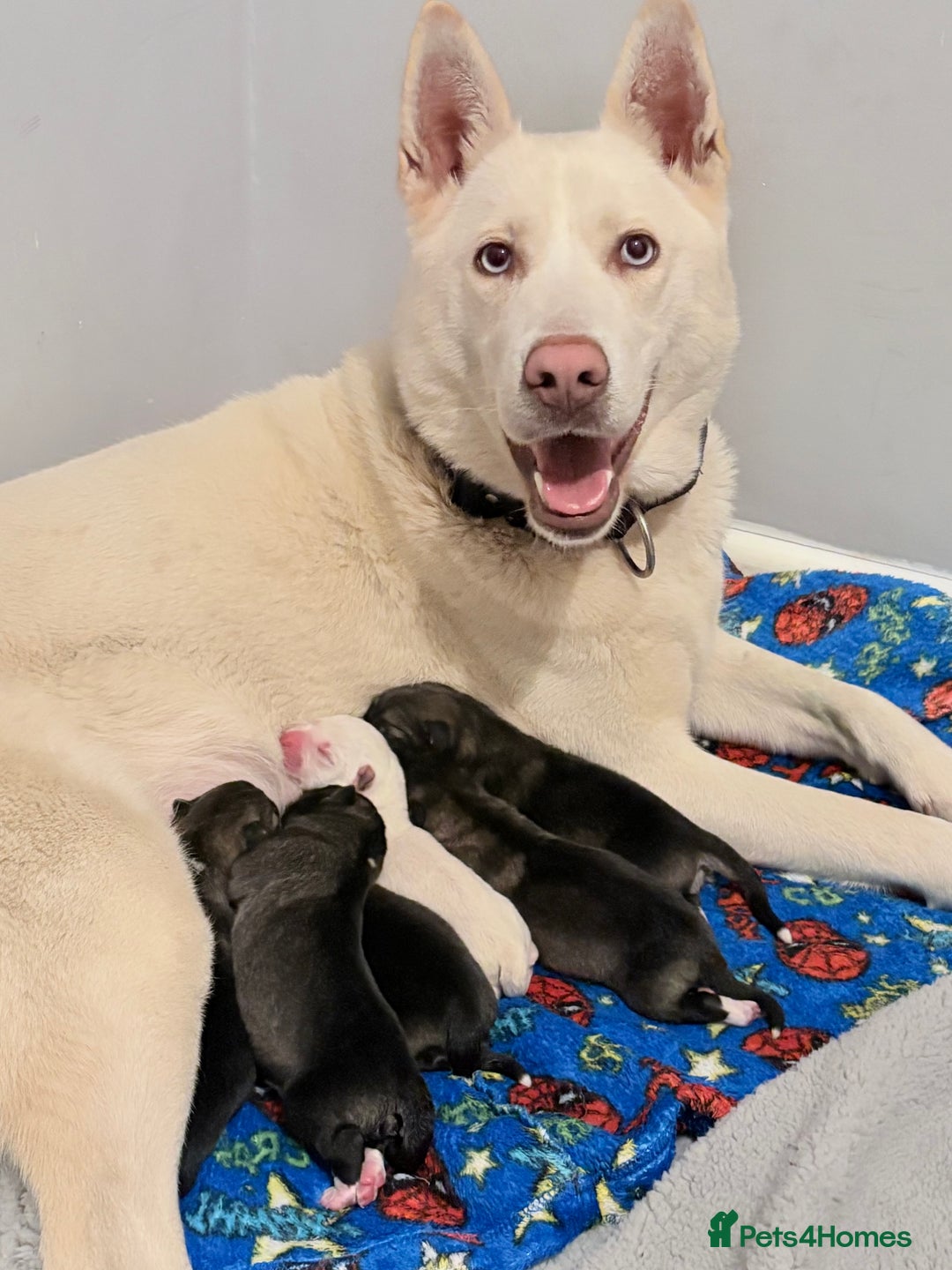 Huskita dogs for sale: american akuta X husky - Advert 1