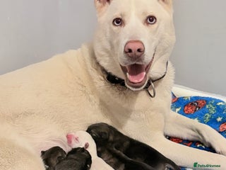 Huskita dogs american akuta X husky - Advert 1