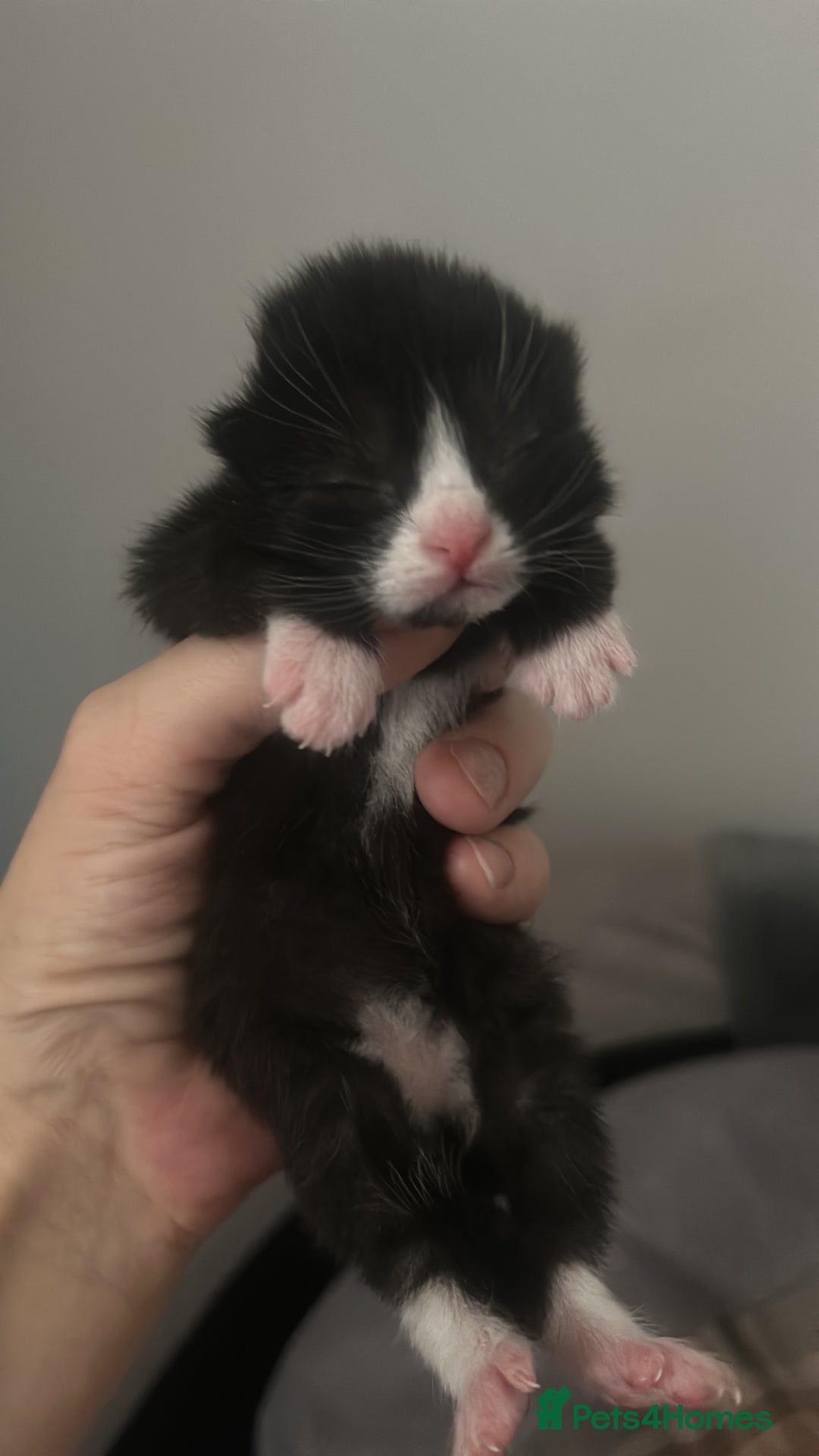 British Shorthair cats for sale: 5 kittens for forever homes (2 girls left) - Image 2