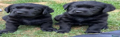 Labrador Retriever 4