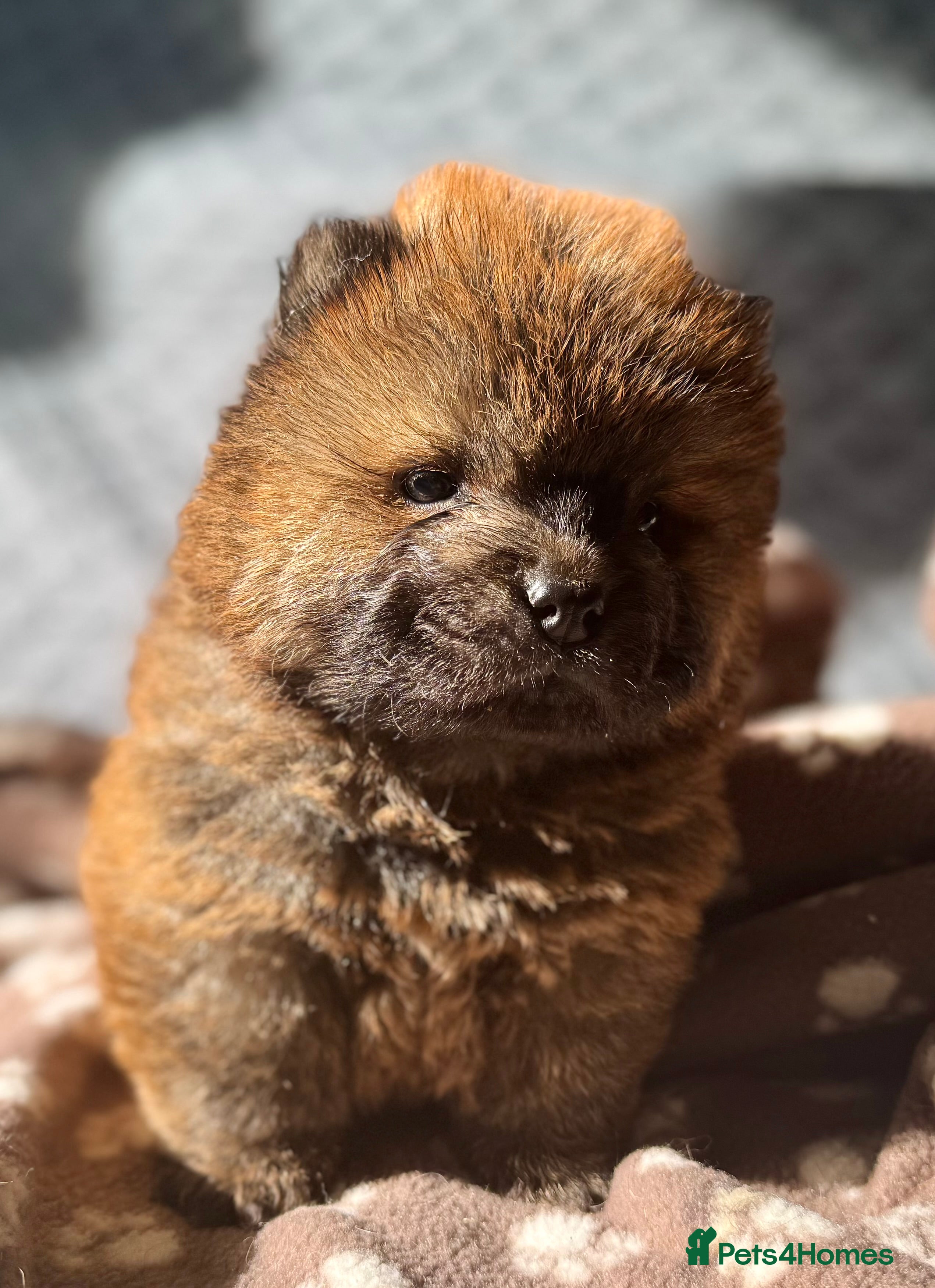 Chow Chow dogs Stunning Kc puppies  - Advert 4