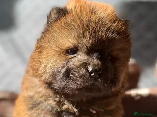 Chow Chow dogs Stunning Kc puppies - Advert 4