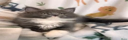 Maine Coon cats for sale: Exceptional TICA Pedigree Maine Coon Kittens - Advert 23