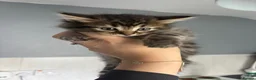 Mixed Breed cats for sale: Adorable kittens - Advert 7