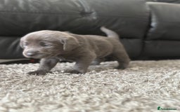 Labrador Retriever dogs for sale: Stunning Charcoal Labrador puppies - Image 14